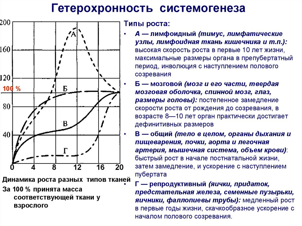 Гетерохронность