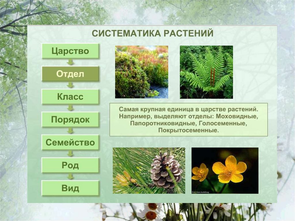 Определение систематике. Систематика растений. Систематика групп растений. Систематика растений отделы. Основы систематики растений.