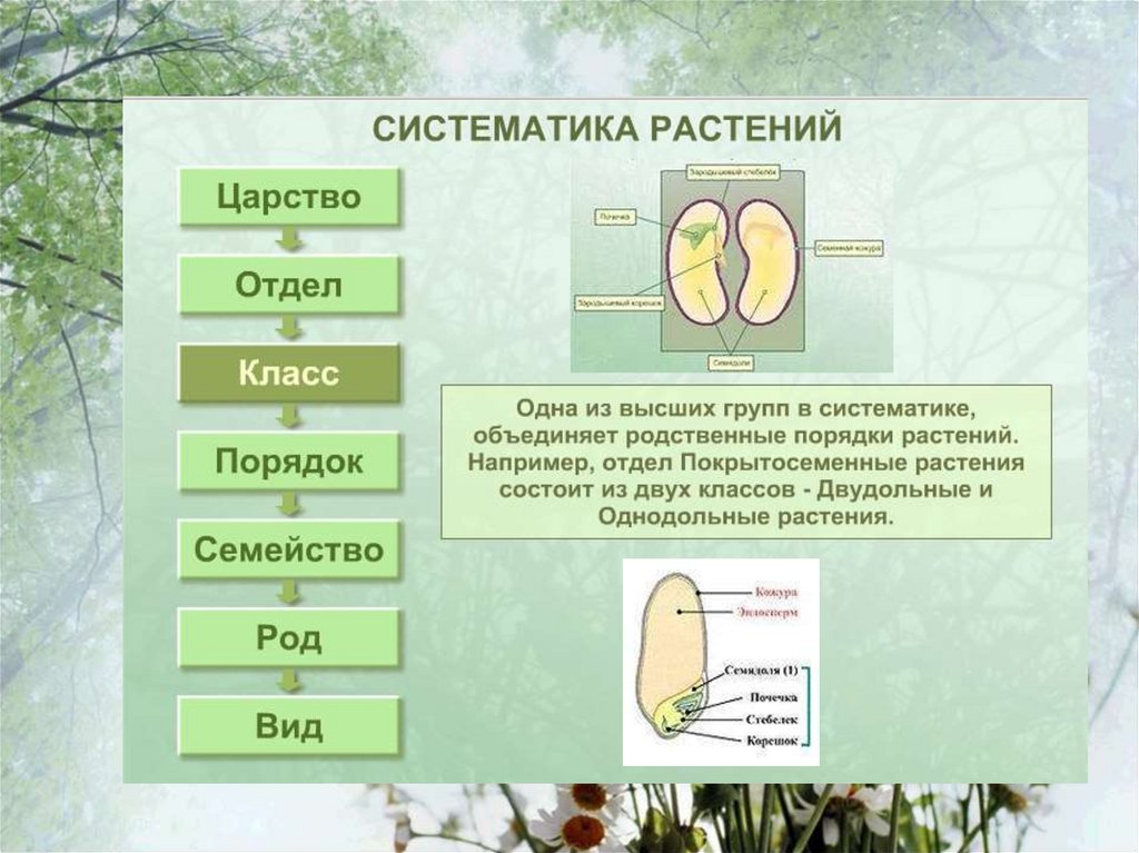 Презентация по систематике растений 6 класс