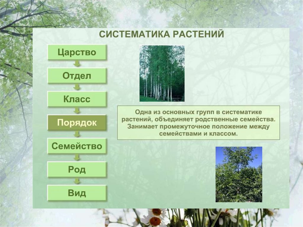 Группа растений которых является. Систематика растений. Основы систематики растений. Систематика царства растений. Биология систематика растений.