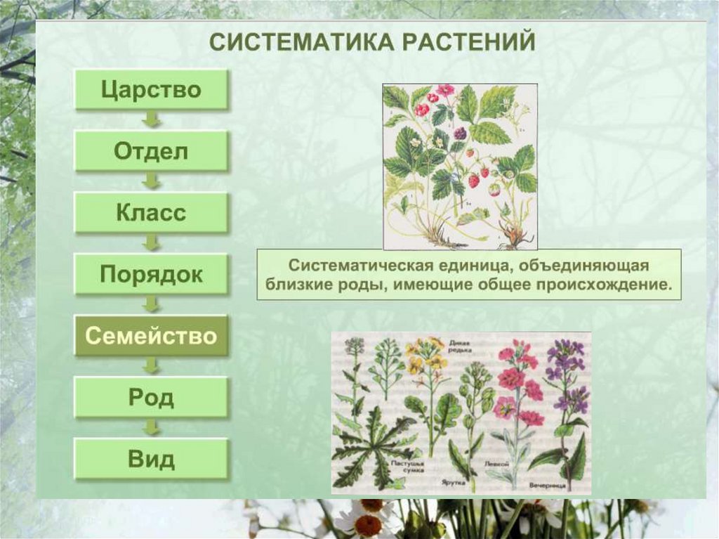Сайт систематик. Систематика растений. Основы систематики растений. Группы растений. Систематика и классификация растений.