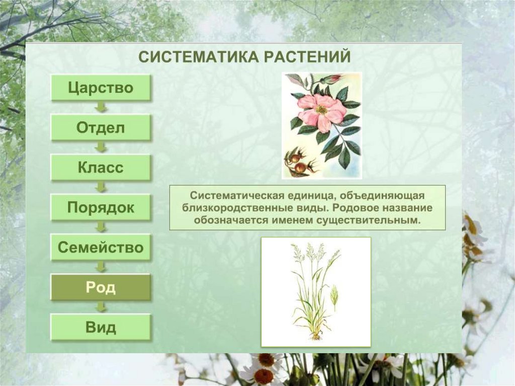 Понятия систематика. Систематика. Систематика растений. Классификация растений. Систематика царства растений.
