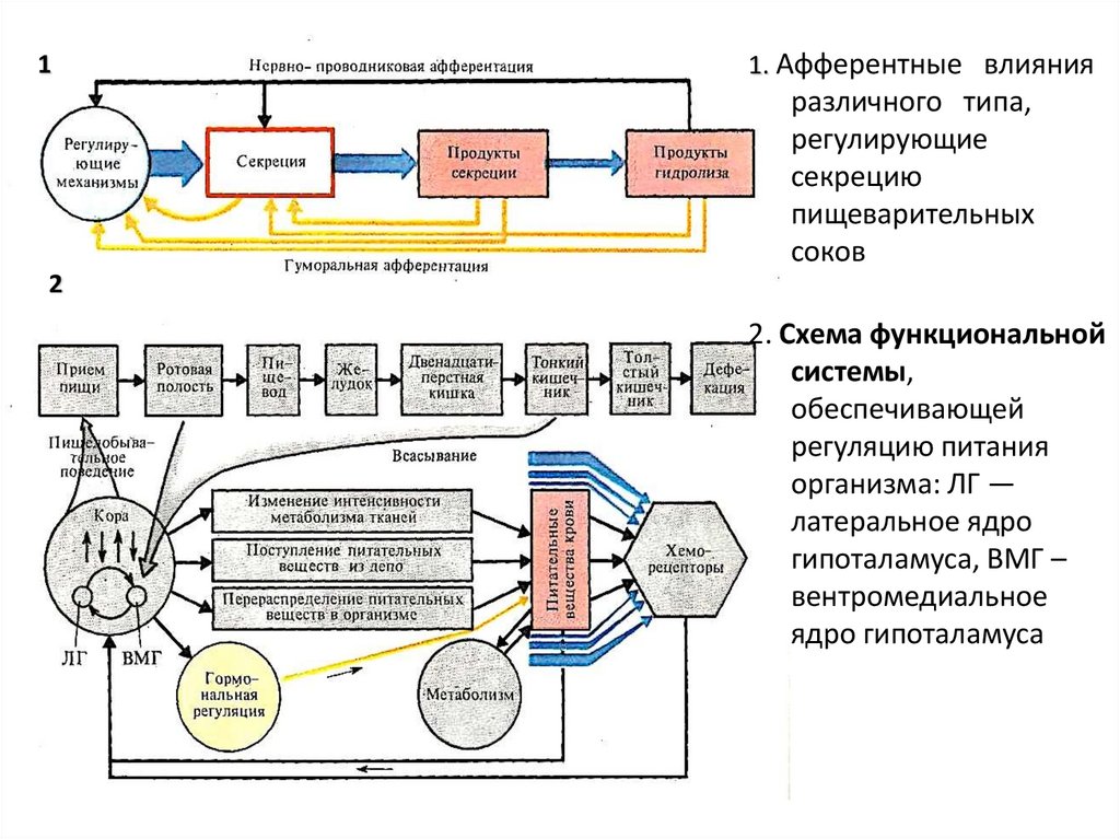 Общая схема функциональной системы организма