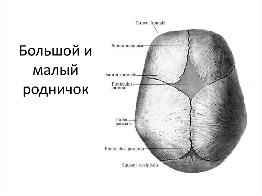 Швы большого родничка. Роднички черепа новорожденного. Роднички черепа анатомия. Роднички у младенцев анатомия. Кости черепа роднички.
