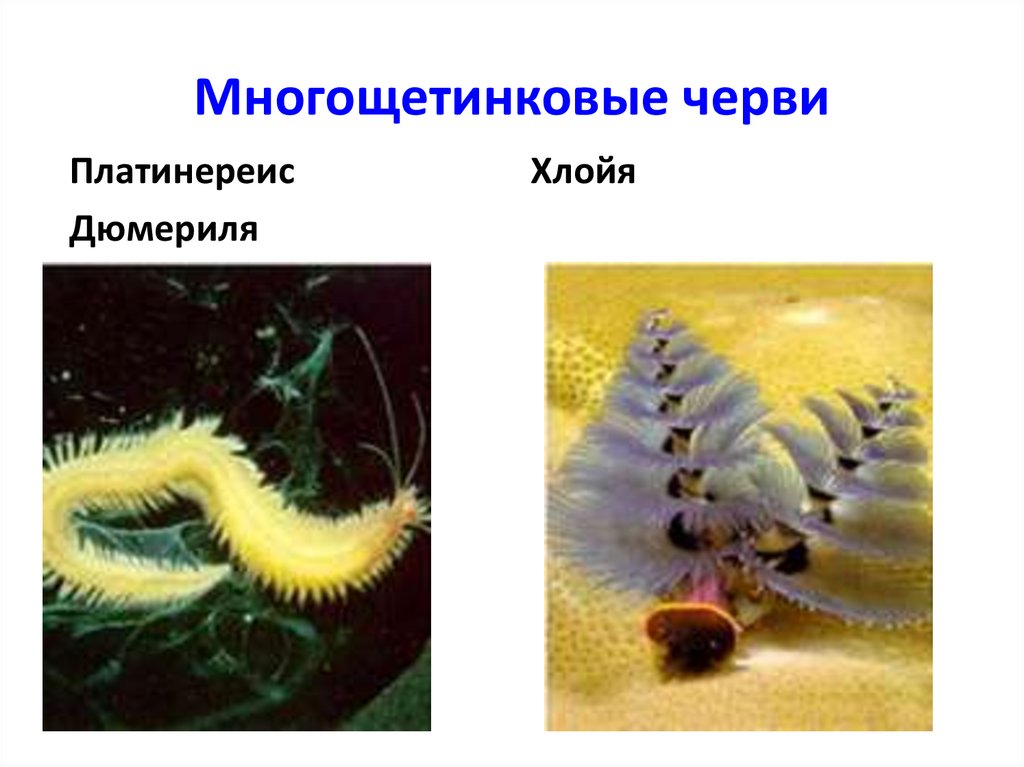 Класс многощетинковые черви презентация 7 класс