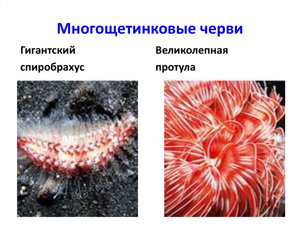 Кольчатые классы - online presentation