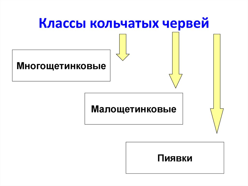 Классы кольчатых червей