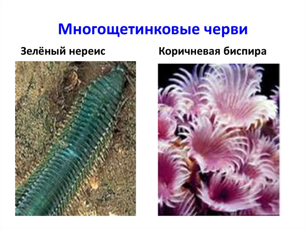 На какой фотографии изображен представитель многощетинковых червей