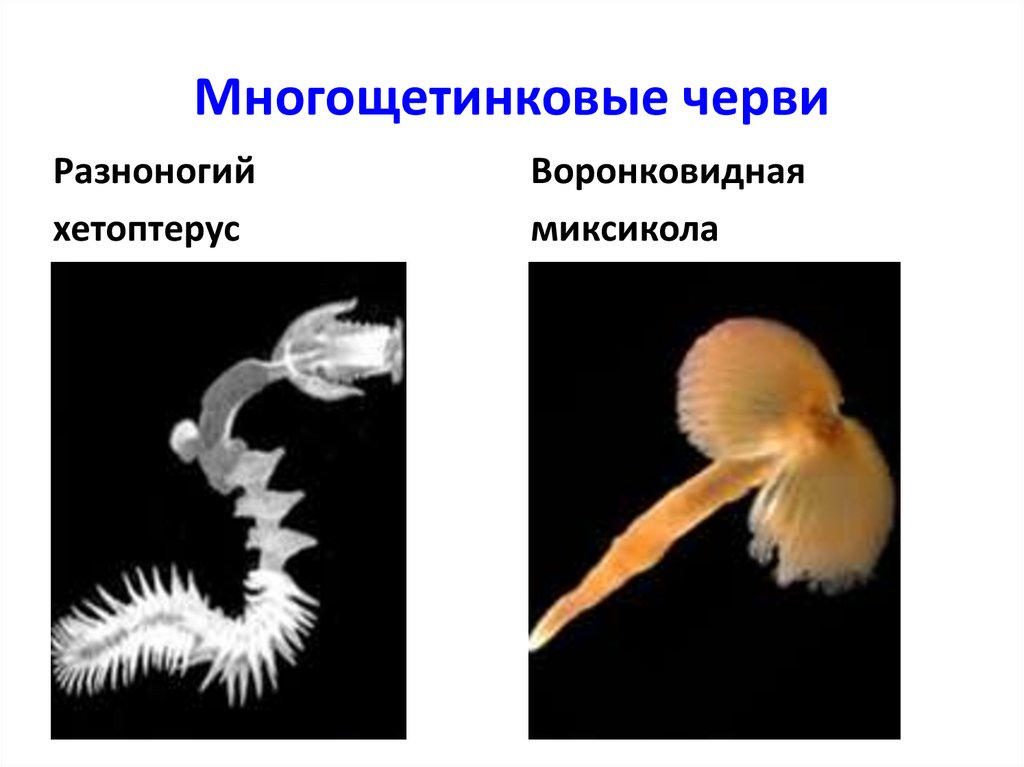 Многощетинковые черви