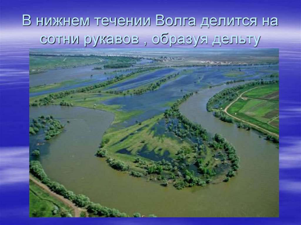 В нижнем течении Волга делится на сотни рукавов , образуя дельту