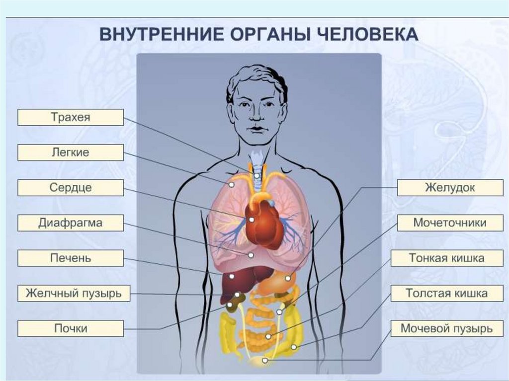 Органы человека фото с названиями женщина на русском языке
