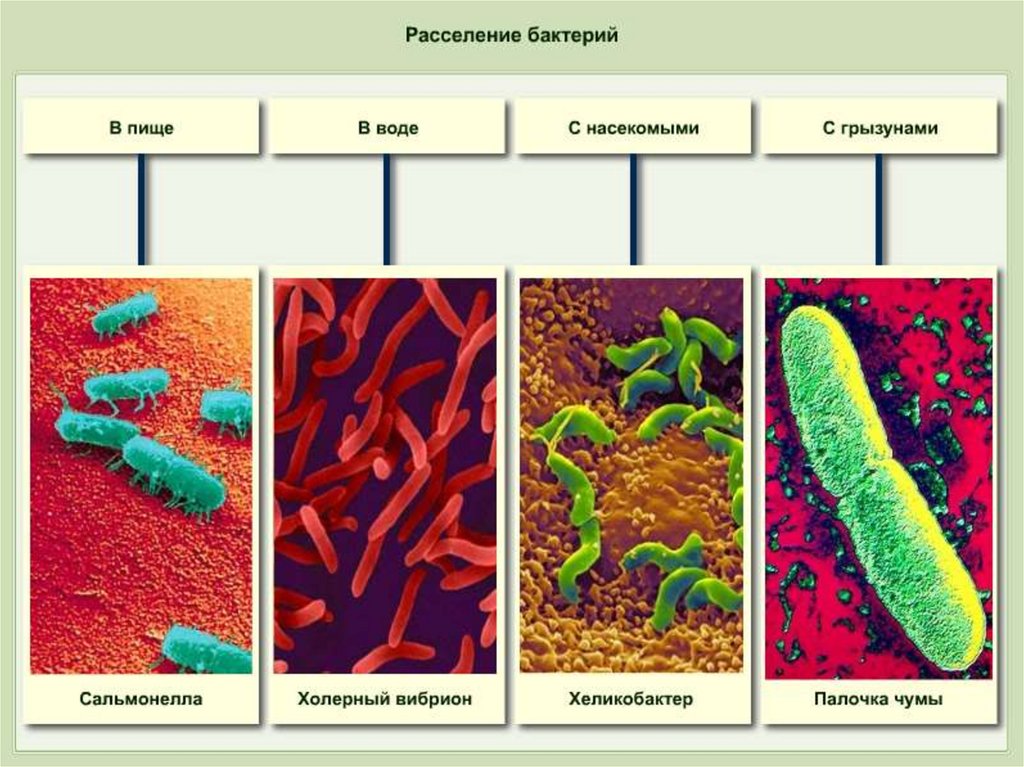 Какие условия способствуют распространению бактерий