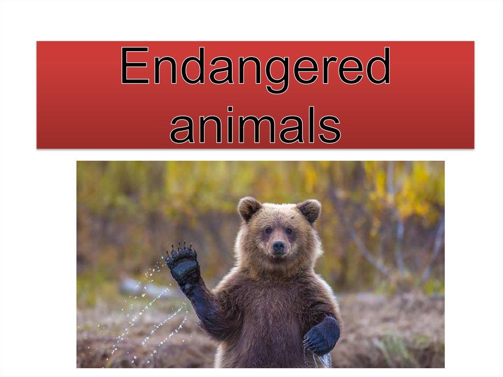 Endangered animals презентация