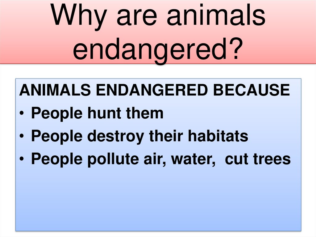 Why are animals endangered?