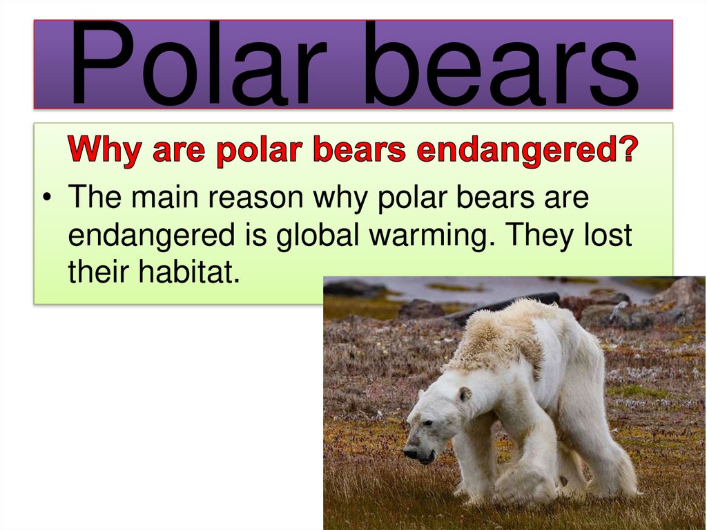 Polar bears