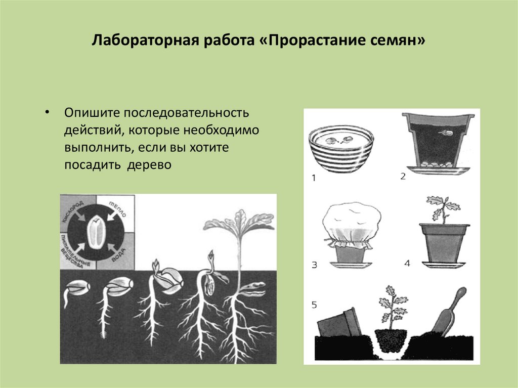 Условия развития семян. Лабораторная работа проращивание семян. Последовательность прорастания семян. Проект по проращиванию семян. Последовательность этапов прорастания семени.