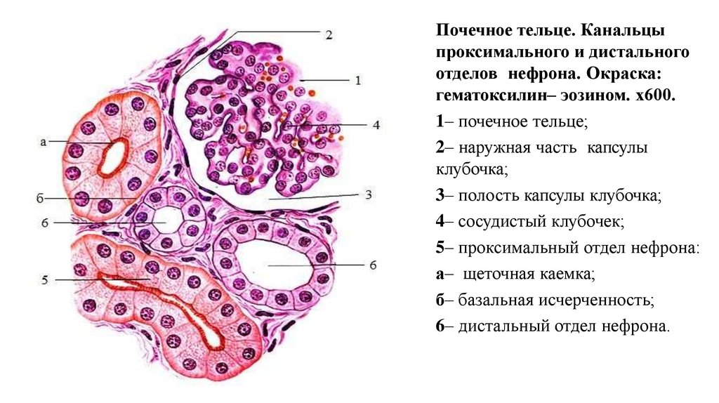 Почечное тельце образуют