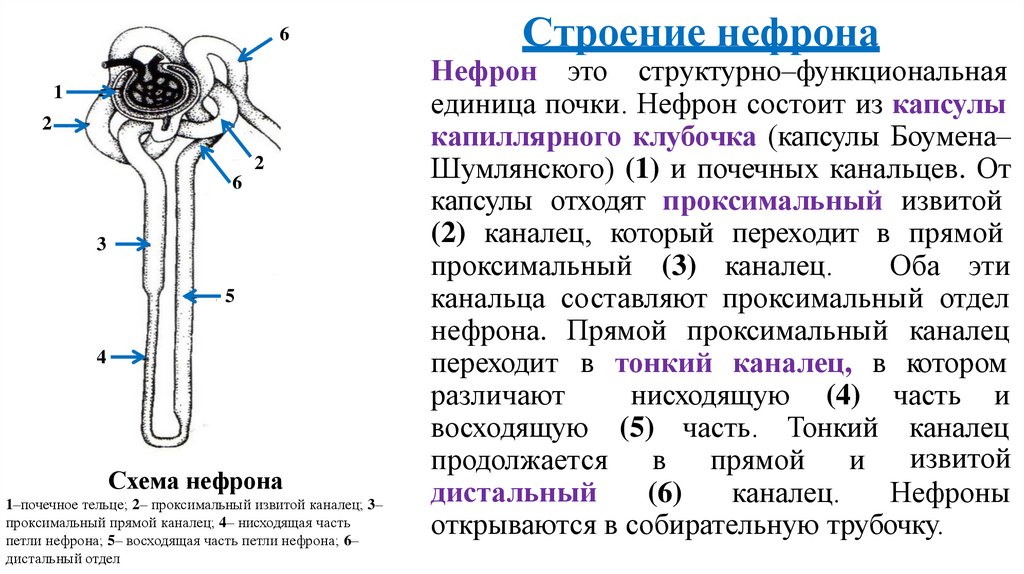 Почечное тельце образуют