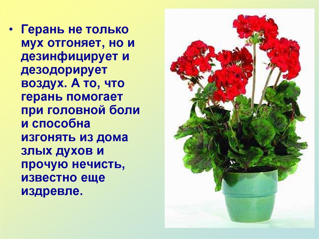 Едят ли герань. Герань комнатное растение. Клубневая пеларгония. Комнатные цветы герань, бегония,. Герань светолюбивое растение.