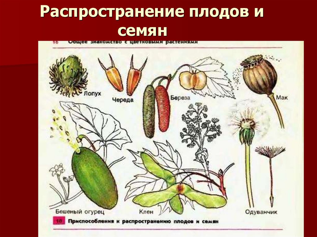 Способы распространения плодов и семян 6 класс биология схема