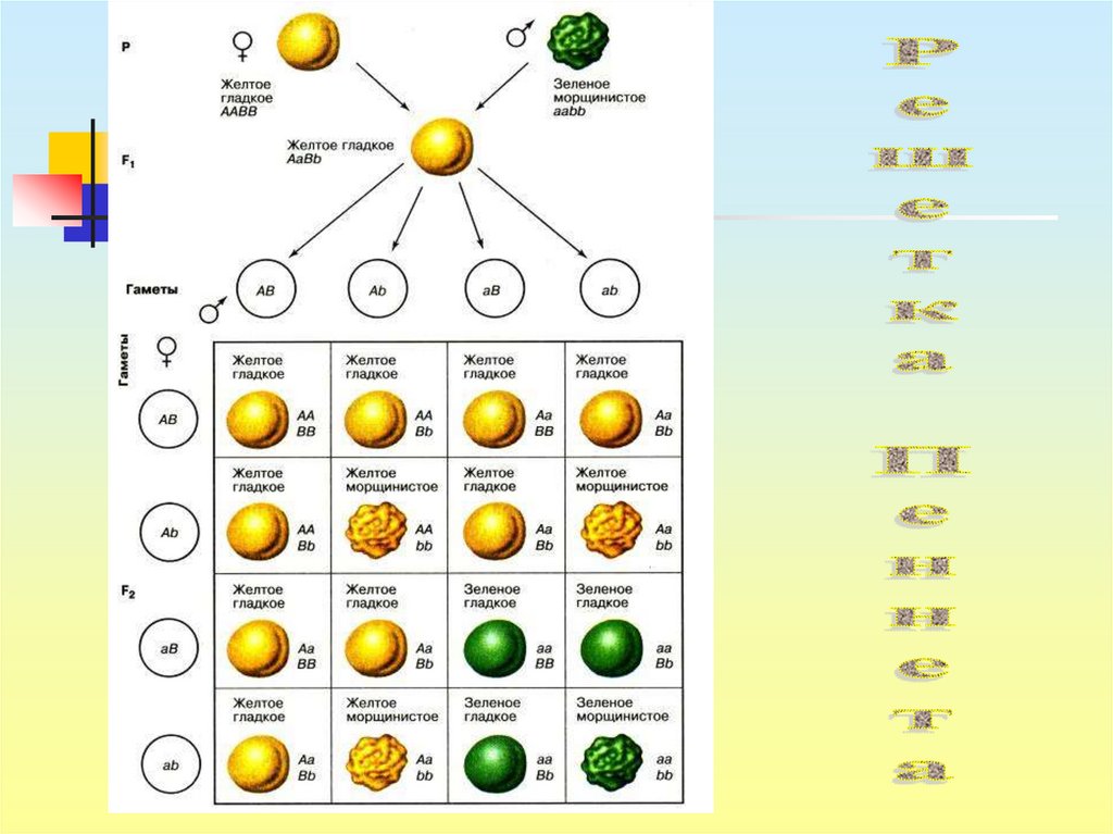 Презентация дигибридное скрещивание 3 закон менделя