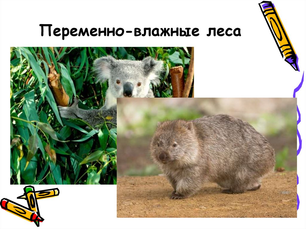 Переменно-влажные леса