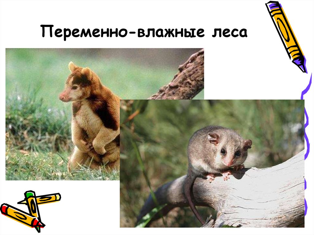 Переменно-влажные леса