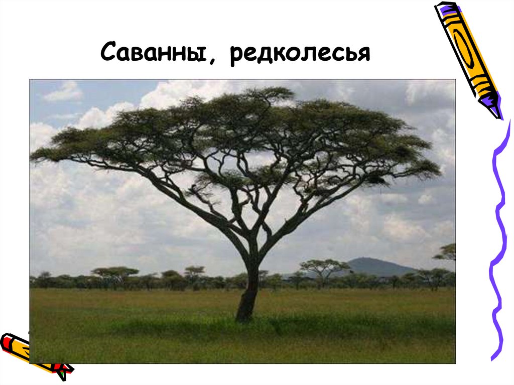 Саванны, редколесья
