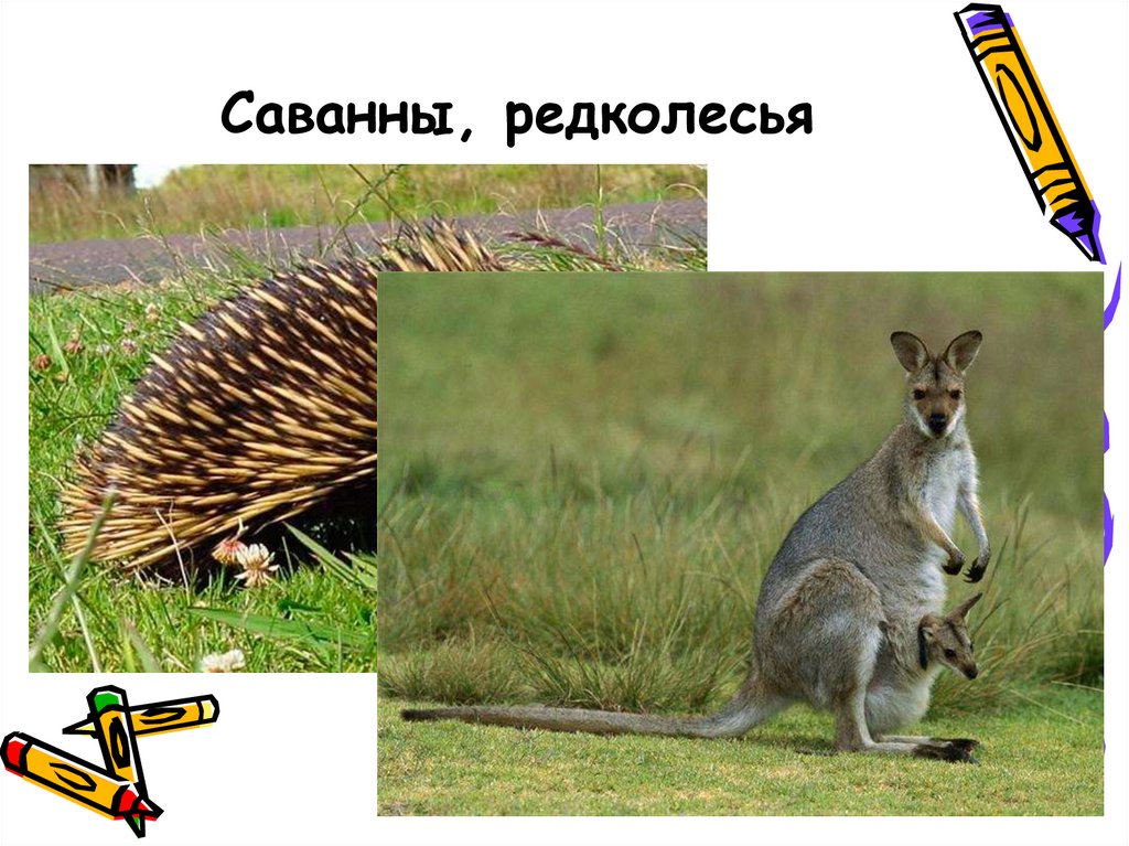 Саванны, редколесья