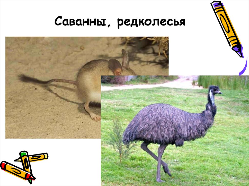 Саванны, редколесья