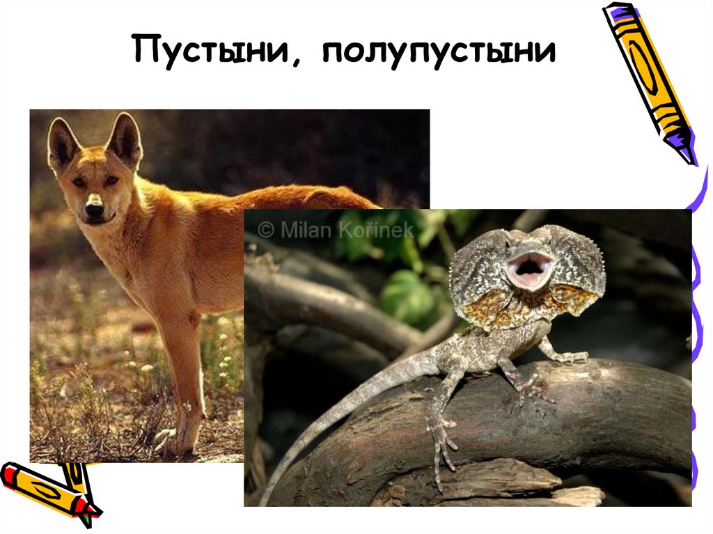 Пустыни, полупустыни