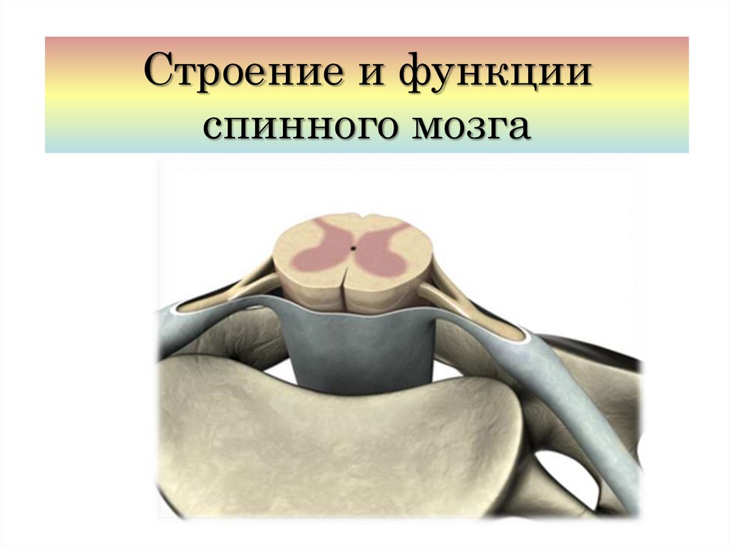 Строение спинного мозга 8 класс биология рисунок