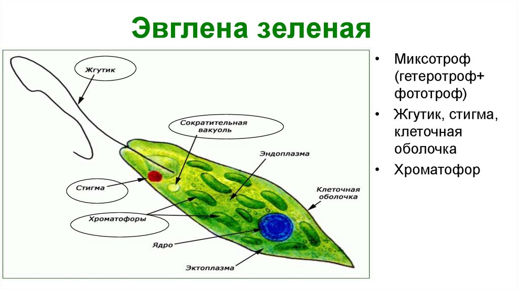 Эвглена зеленая какое питание. Форма тела эвглены зеленой. Эвглена зеленая интересные факты. Выделение эвглены зеленой. Эвглена зеленая из пластилина.