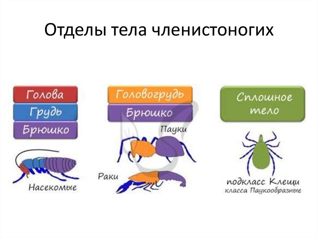 Найдите отделы тела