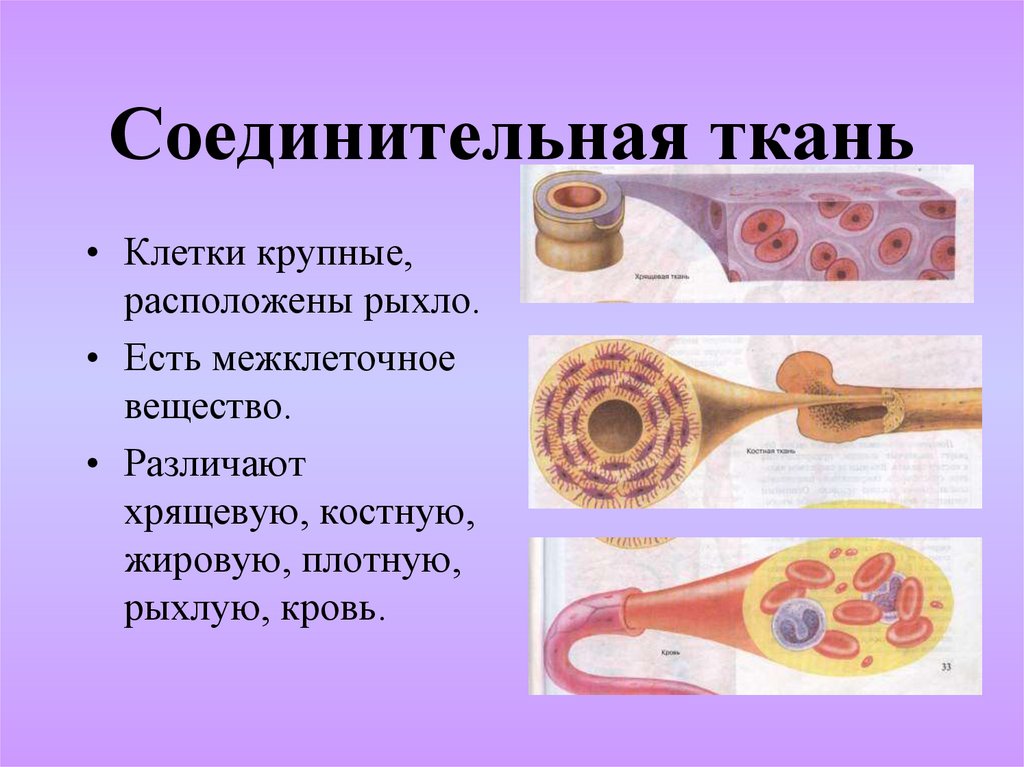 Соединительные ткани животных 5 класс презентация