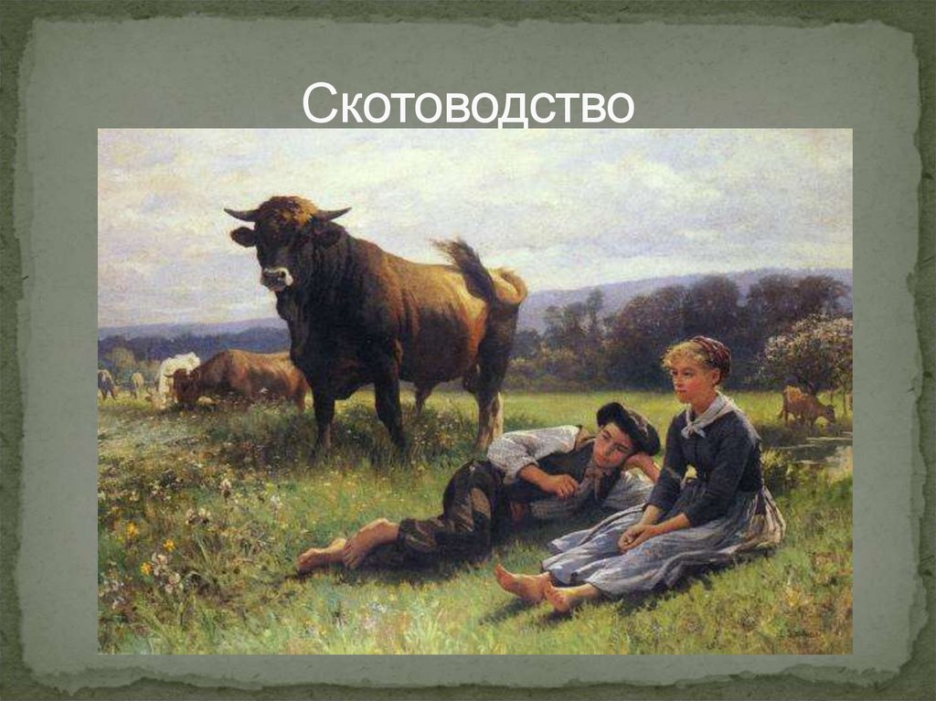 Скотоводство