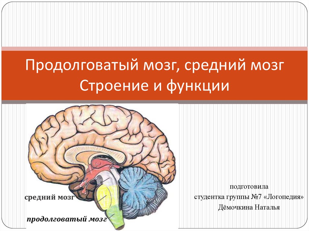 Функции продолговатого мозга 8 класс биология