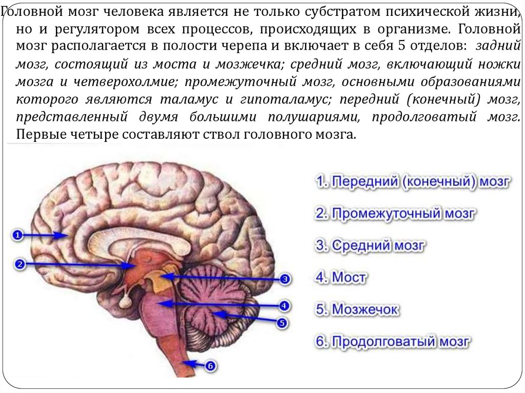 Задний головной мозг включает отделы. Отделы мозга. Строение мозга. Отделы мозга человека. Продолговатый мозг человека.