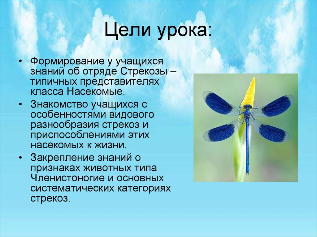 Какой тип питания характерен для стрекозы. Отряд Стрекозы представители. Вес Стрекозы. Доклад про стрекозу. Существенные признаки Стрекозы.