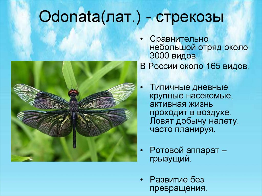 Стрекоза презентация 2 класс. Стрекозы отряд насекомых представители. Отряд Стрекозы Odonata. Представители отряда Стрекозы биология 7 класс. Стрекозы характеристика.