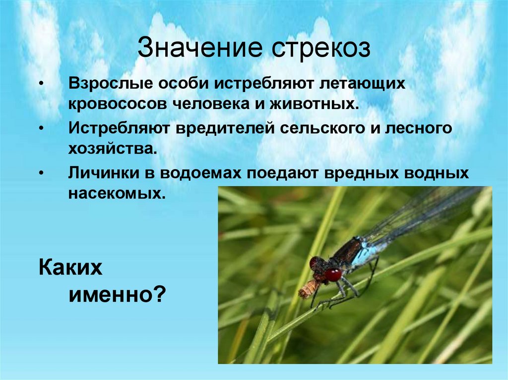 Какой тип питания характерен для стрекозы. Стрекозы отряд насекомых. Значение стрекоз. Значение стрекоз в природе. Стрекозыхарактерстика.
