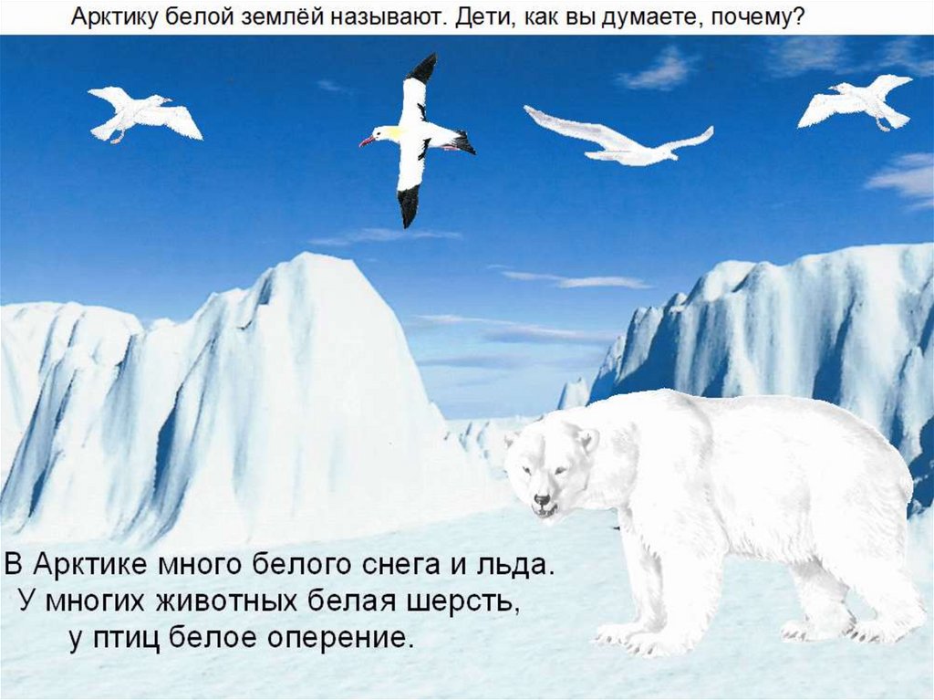 Как назвать белого. Почему животные Арктики белого цвета?. Арктика почему так называется. Белый мир Арктики через призму детской книги. Почему в Арктике всегда холодно.