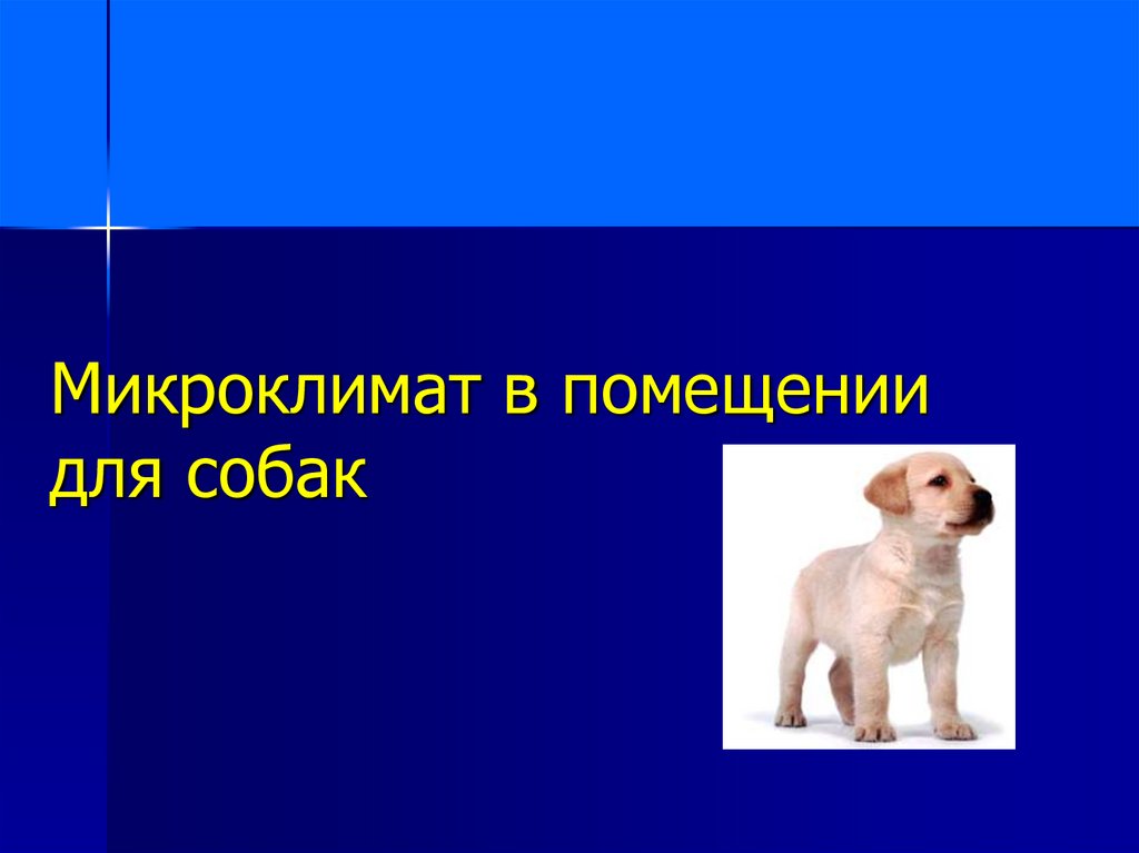 Собака в презентацию