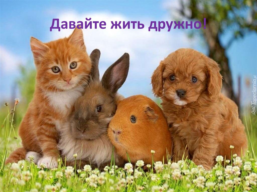 Давайте жить дружно!