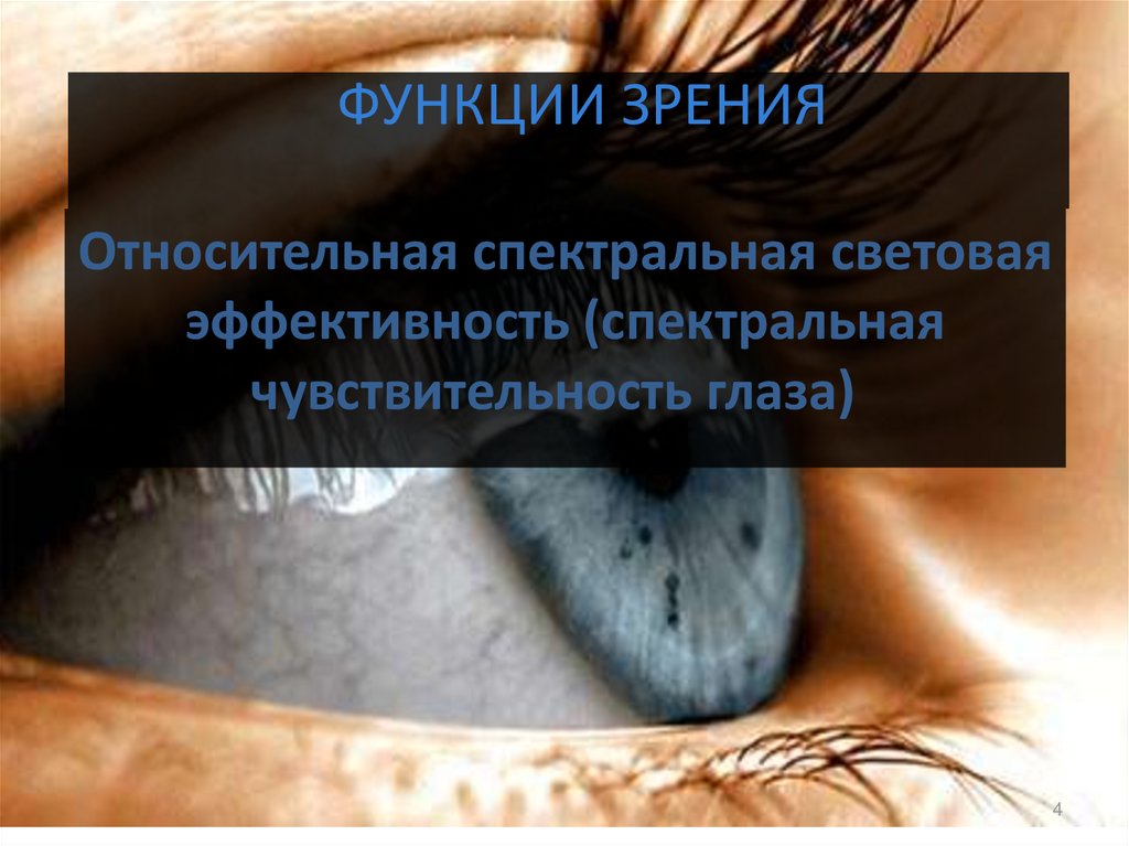 Функции взгляда. Функции зрения. Функция взгляда. Реферат на тему: функции зрения. Чувствительный глазок.