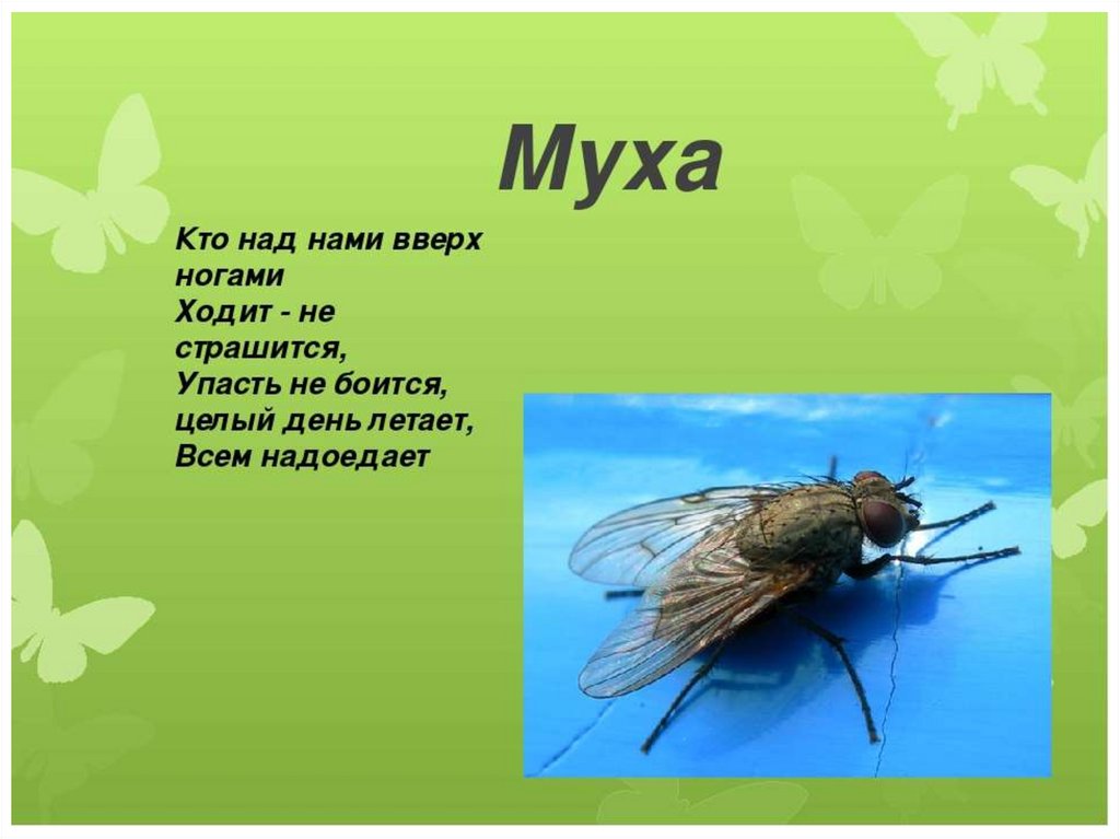 Мухи комары текст. Загадка про муху. Стихи про насекомых. Загадка о мухе. Загадки про насекомых.