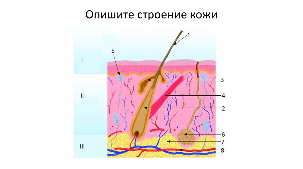 Функции кожи у детей. Функции кожи картинки для презентации. Терморегулирующая функция кожи. Синтетическая функция кожи ребенка.