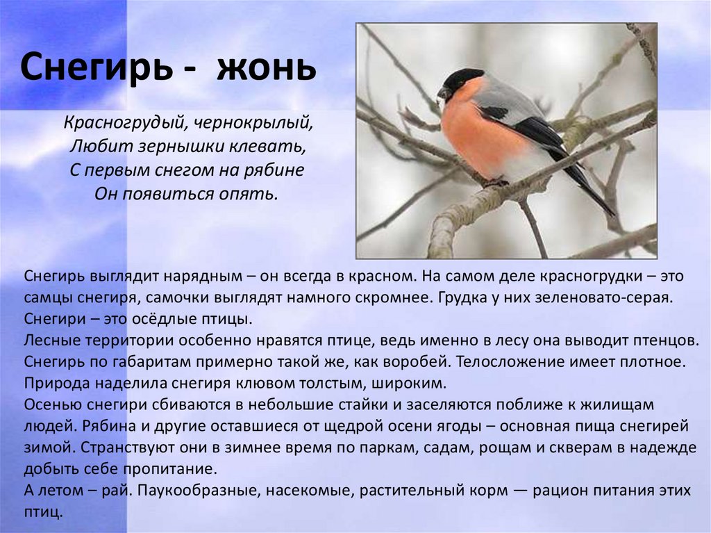 Птицы Коми Фото И Названия