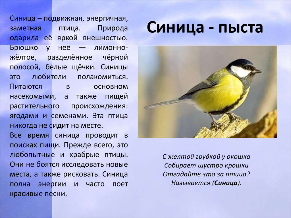 Птицы Коми Фото И Названия