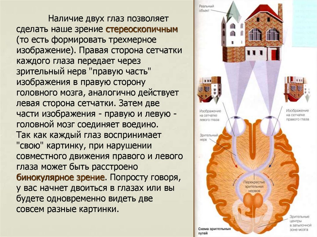 Возможности и особенности человеческого глаза проект